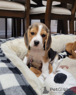 Photo №4. Je vais vendre beagle en ville de Гамбург. annonce privée - prix - 360€