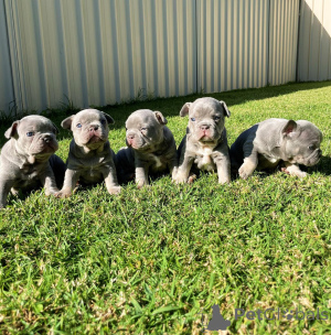 Photo №2 de l'annonce № 154216 de la vente bouledogue - acheter à France éleveur