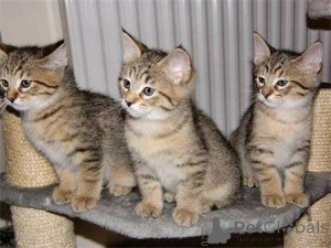 Photo №1. pixie-bob à poil ras - à vendre en ville de Düsseldorf | 750€ | Annonce № 160456