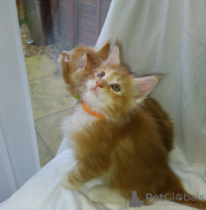 Photo №3. Chatons Maine Coon en bonne santé avec pedigree pour adoption. Allemagne