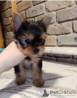 Photo №4. Je vais vendre yorkshire terrier en ville de Bremen. annonce privée - prix - 265€