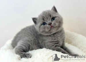 Photo №2 de l'annonce № 88659 de la vente british shorthair - acheter à USA annonce privée