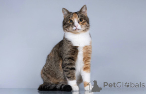 Photo №1.  - à vendre en ville de Khimki | Gratuit | Annonce № 165120