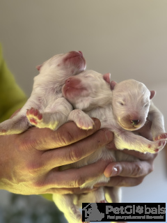 Photo №4. Je vais vendre samoyède en ville de Cracovie. éleveur - prix - négocié