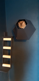 Photo №4. Echelle verticale-griffe-point mural pour chats Tennomon sur le site 