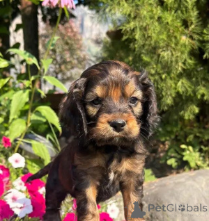 Photo №3. Wunderschöne Cockapoo-Welpen vous attend par WhatsApp 44 7453 907158. Allemagne