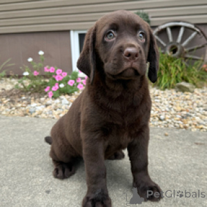 Photo №2 de l'annonce № 173208 de la vente labrador retriever - acheter à Allemagne annonce privée