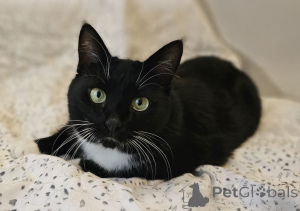 Photo №1.  - à vendre en ville de Minsk | Gratuit | Annonce № 157452