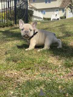 Photo №1. bouledogue - à vendre en ville de Atlanta | négocié | Annonce №166276