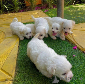 Photo №1.  - à vendre en ville de Istanbul | négocié | Annonce №161256