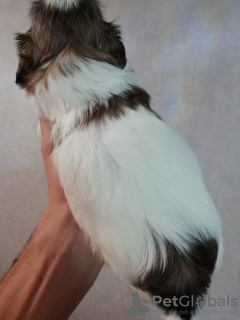 Photo №3. Chiots Shih Tzu de race pure.. Estonie