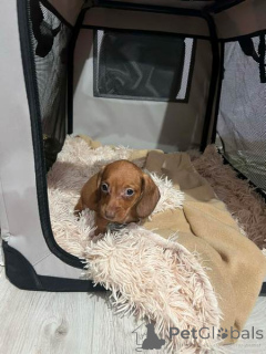 Photo №4. Je vais vendre teckel en ville de Nouveau jardin.  - prix - 200€