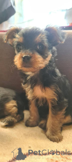 Photo №4. Je vais vendre yorkshire terrier en ville de Wrocław. de la fourrière - prix - 600€