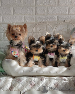 Photo №3. ** Chiots Yorkie disponibles pour adoption! ** Nous avons de adorables chiots de. USA
