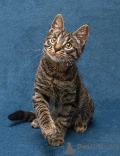 Photo №1.  - à vendre en ville de Moskova | Gratuit | Annonce № 163837