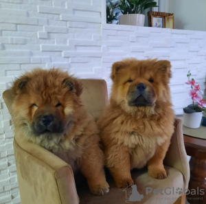 Photo №2 de l'annonce № 124213 de la vente chow-chow - acheter à Serbie annonce privée