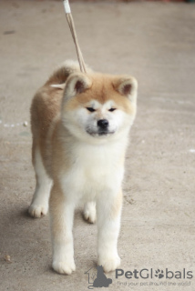 Photo №3. Chiots Akita japonais. Serbie