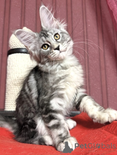 Photo №1. maine coon - à vendre en ville de Baden-Baden | 990€ | Annonce № 163666