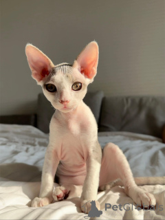 Photo №3. Devon Rex Kitten en bonne santé et vaccinés prêts à rejoindre votre famille. Allemagne