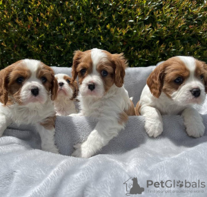 Photo №1. cavalier king charles spaniel - à vendre en ville de Гамбург | négocié | Annonce №44528