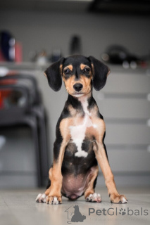 Photo №2 de l'annonce № 156335 de la vente chien bâtard - acheter à Fédération de Russie annonce privée