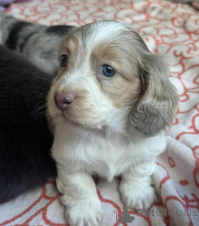 Photo №4. Je vais vendre teckel en ville de Eindhoven. éleveur - prix - négocié