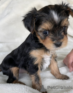 Photo №1. yorkshire terrier - à vendre en ville de Berchtesgaden | 584€ | Annonce №133508
