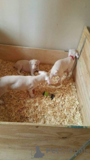 Photo №4. Je vais vendre dobermann en ville de Überlingen.  - prix - 380€