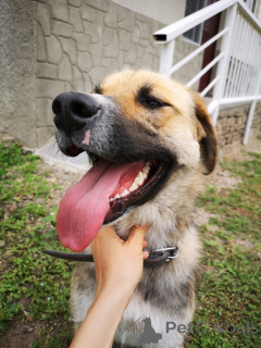 Photo №4. Je vais vendre chien bâtard en ville de Rivière moscou. annonce privée - prix - Gratuit