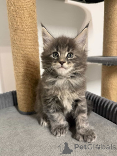 Photo №1. maine coon - à vendre en ville de Ostrava | négocié | Annonce № 177856