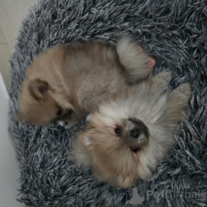 Photo №2 de l'annonce № 138657 de la vente spitz nain - acheter à Allemagne éleveur