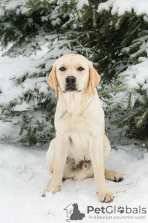 Photos supplémentaires: Chiots labrador retriever