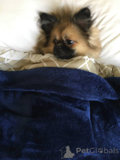 Photo №1. bichon maltais, spitz nain - à vendre en ville de Dubai | 176€ | Annonce №141365