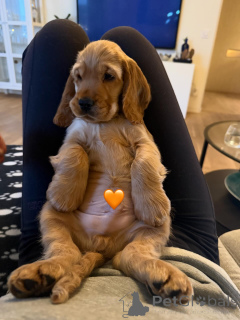 Photo №2 de l'annonce № 163762 de la vente cocker spaniel anglais - acheter à France annonce privée, éleveur