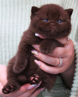 Photo №1. british shorthair - à vendre en ville de Arnsberg | négocié | Annonce № 156778