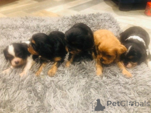 Photo №1. cavalier king charles spaniel - à vendre en ville de Agios Nikolaos | Gratuit | Annonce №171949