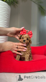 Photo №4. Je vais vendre caniche (jouet) en ville de Vienne. éleveur - prix - négocié