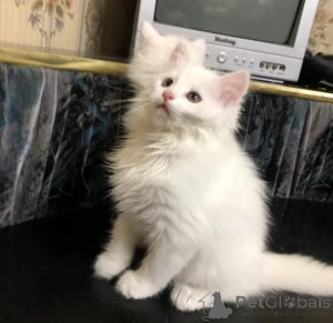 Photo №1. angora turc - à vendre en ville de Lindau | 350€ | Annonce № 177656