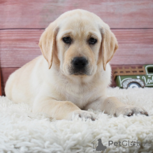 Photo №1. labrador retriever - à vendre en ville de Berlin | 600€ | Annonce №175900