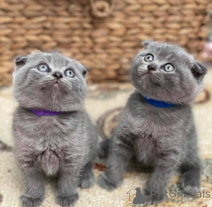 Photo №1. scottish fold - à vendre en ville de Lissendorf | 350€ | Annonce № 172293