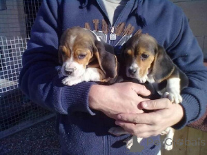 Photo №1. beagle - à vendre en ville de Dercekliai | négocié | Annonce №159867