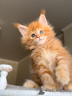 Photo №3. Rencontrez Atlas audacieux, beau et plein de cœur. Un vrai petit lion qui. Pays Bas