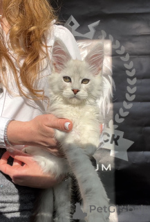 Photo №2 de l'annonce № 140876 de la vente maine coon - acheter à USA de la fourrière