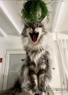 Photo №2 de l'annonce № 102801 de la vente maine coon - acheter à USA annonce privée