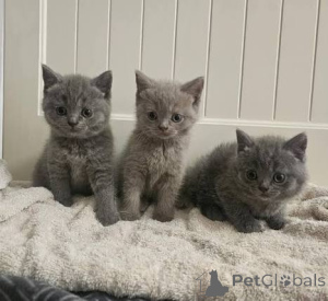 Photo №3. Adorables chatons British Shorthair à vendre. La Grande-Bretagne