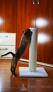Photo №4. Poteau à gratter pour chat. en Ukraine. Annonce № 54309