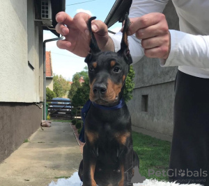 Photos supplémentaires: Chiots Dobermann