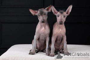 Photo №2 de l'annonce № 121650 de la vente xoloitzcuintle - acheter à La croatie 