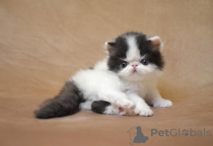 Photo №3. Wunderschöne, bezaubernde Perserkätzchen. Allemagne