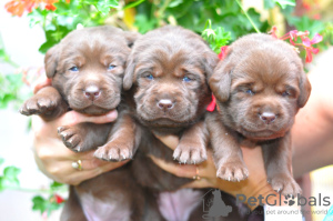 Photo №3. Labrador Retriever. Allemagne